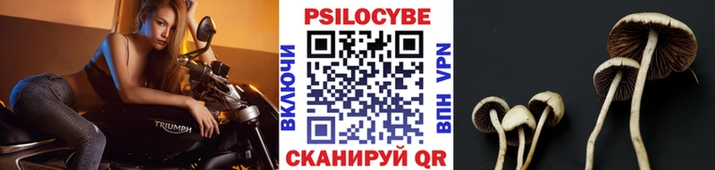 купить наркотики цена  Реутов  мега ссылка  Псилоцибиновые грибы Cubensis 